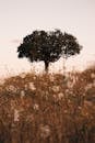 Solitary Tree on Grassy Hill at Sunset