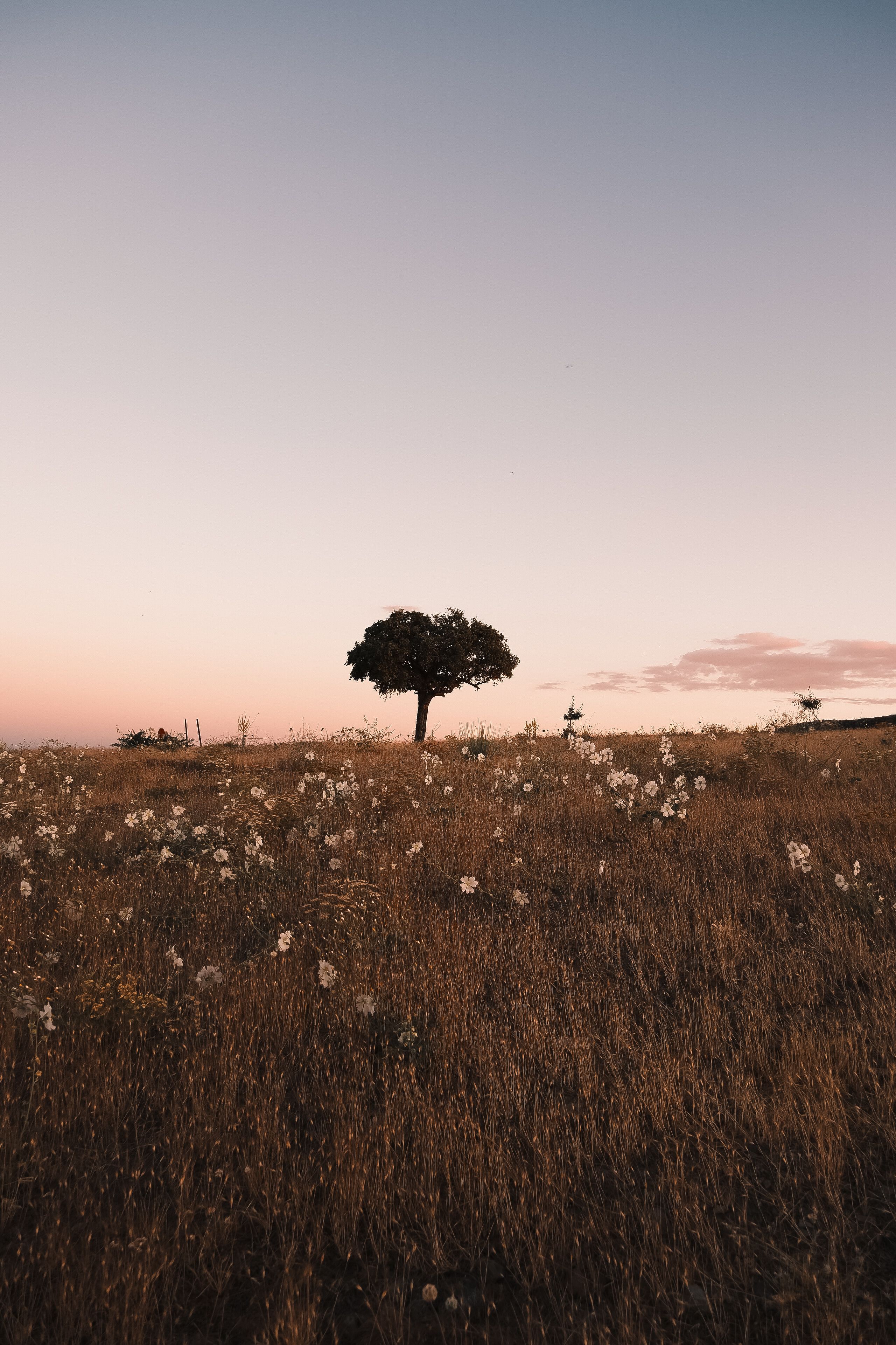 Serene Lone Tree in Sunset Meadow Scene · Free Stock Photo