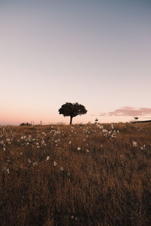 Solitary Tree in Serene Slovakian Meadow · Free Stock Photo