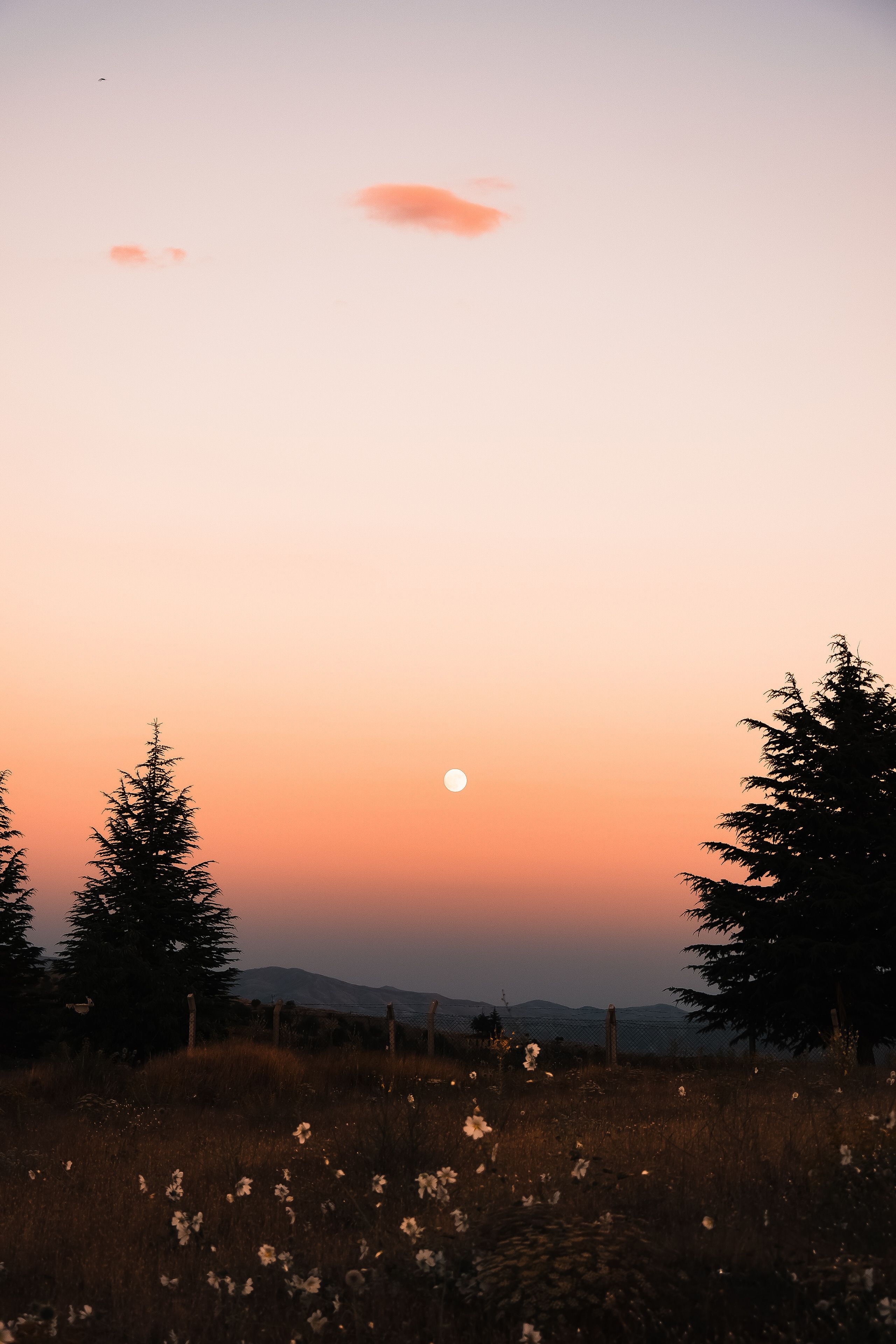 Moon Rats Photos, Download The BEST Free Moon Rats Stock Photos & HD Images