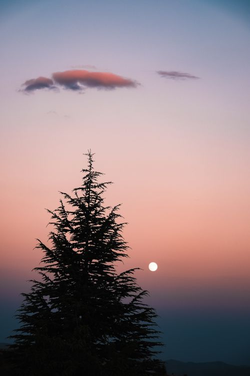 Free A tranquil sunset scene featuring a lone tree silhouette and the moon against a vibrant sky. Stock Photo