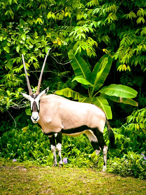 Free A majestic oryx standing amidst the vibrant greenery of the Central Visayas jungle, Philippines. Stock Photo