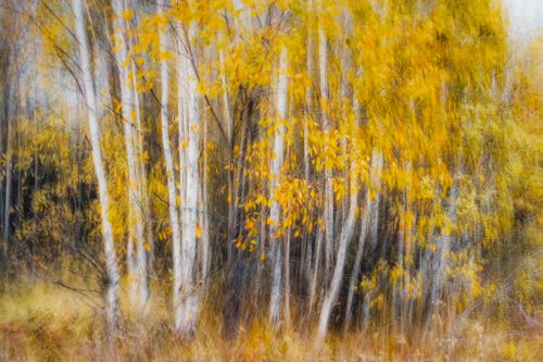 Free Blurred abstract view of a birch forest in autumn with golden leaves. Stock Photo