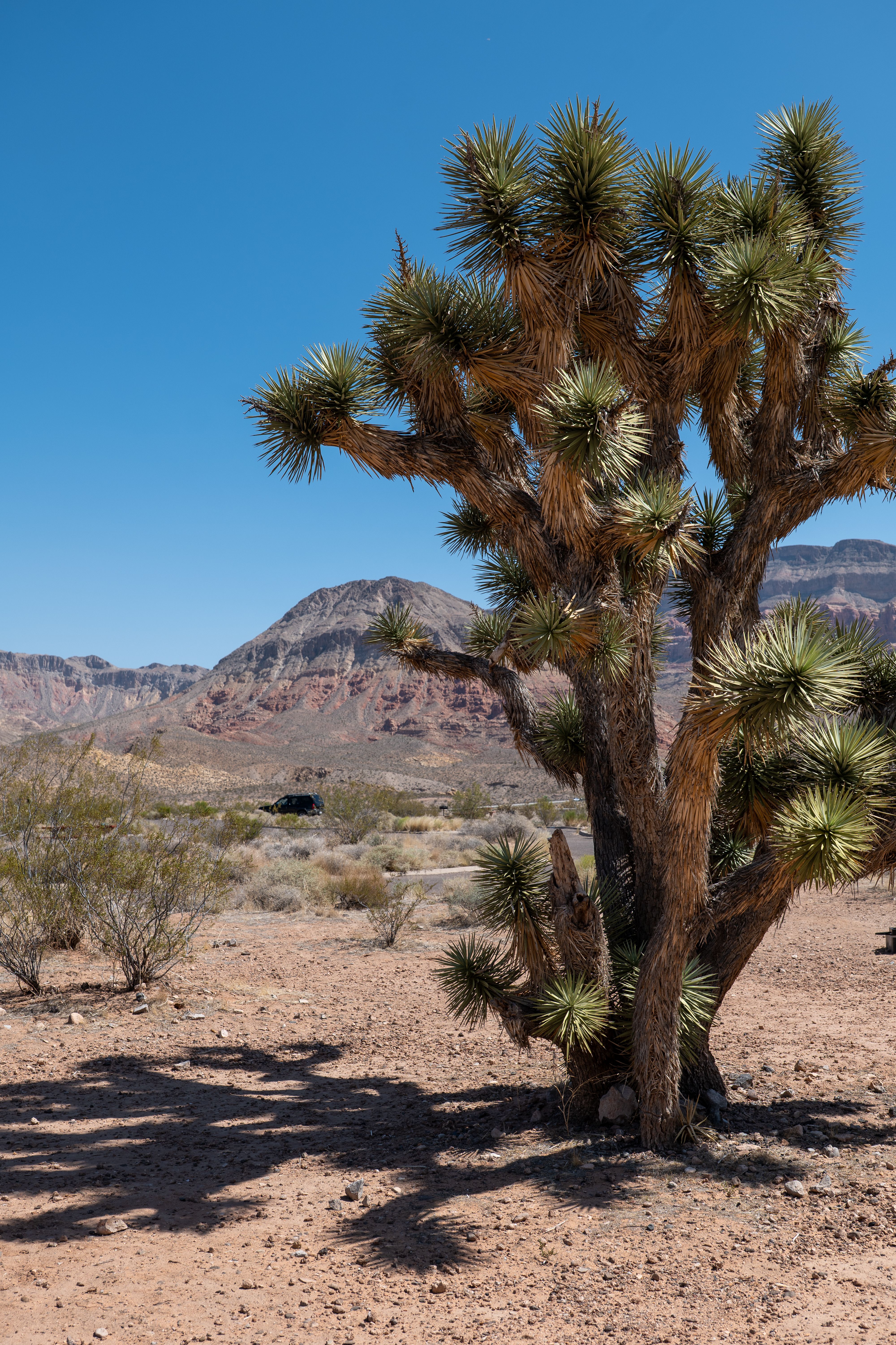 Desert Landscape with Joshua Tree in Nevada · Free Stock Photo