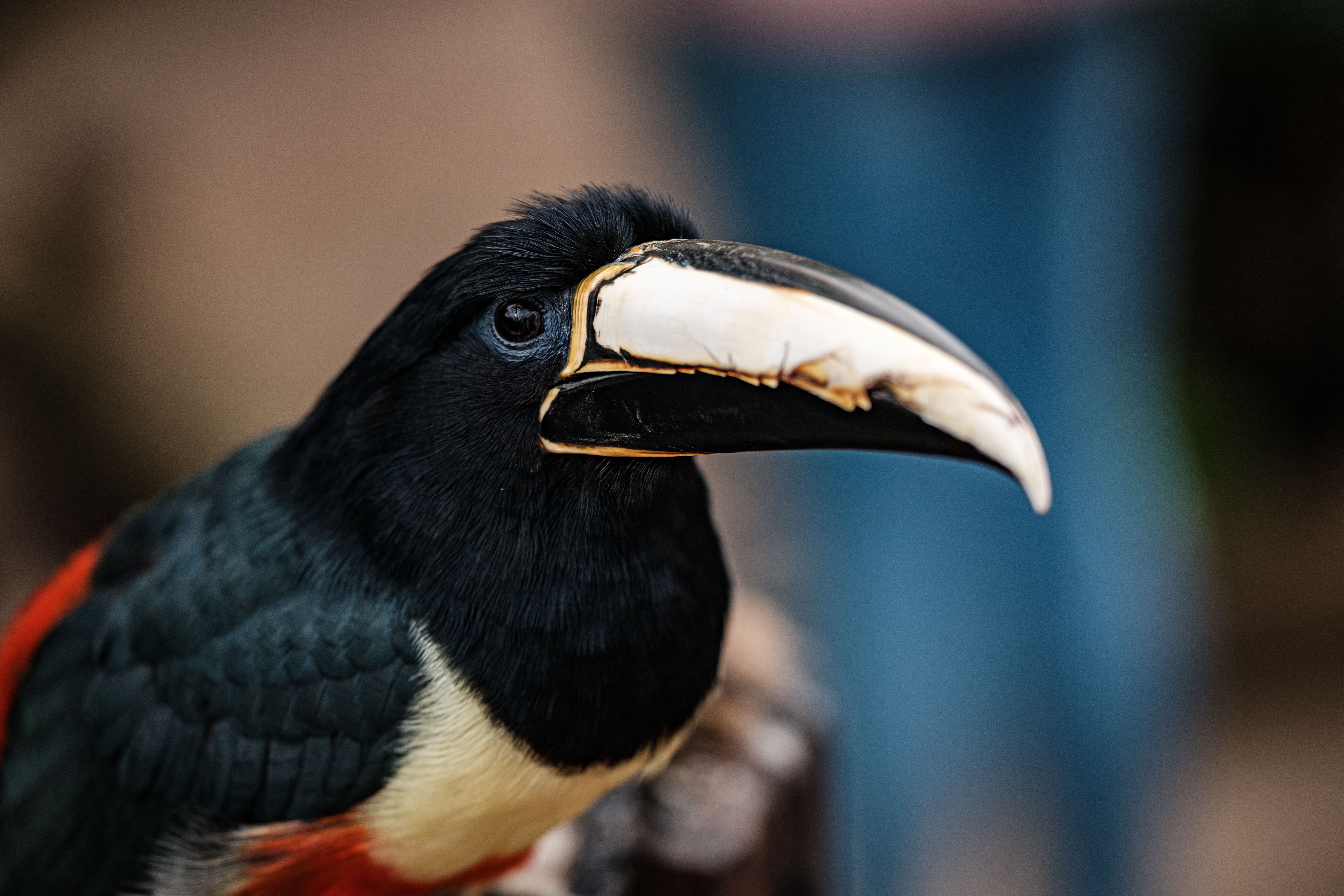Close-up of a Toucan's Distinctive Beak · Free Stock Photo