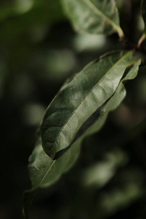 Close-Up Photo Of Leaf