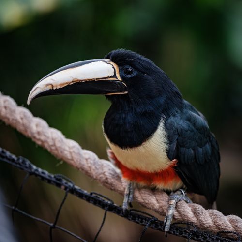 Free A vibrant toucan with a distinct beak rests on a rope, showcasing its colorful plumage. Stock Photo
