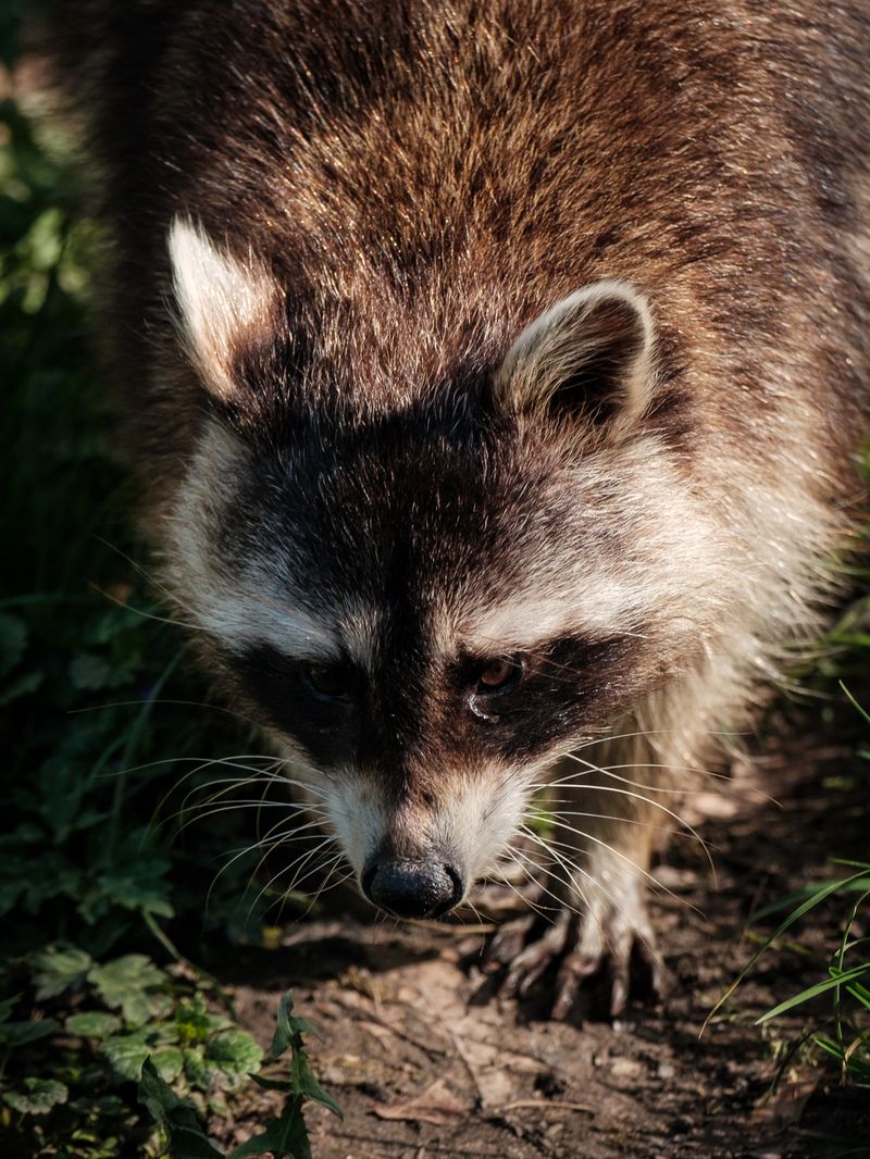 Portrait of Raccoon · Free Stock Photo
