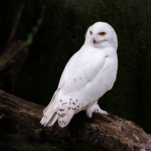 Free Elegant snowy owl with white plumage perched on a tree branch, showcasing its keen gaze and natural beauty. Stock Photo