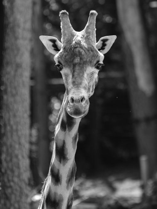 Free Striking black and white portrait of a giraffe focusing on detailed textures and patterns. Stock Photo