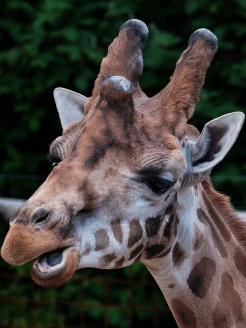 Free Detailed portrait of a giraffe showcasing its spotted fur and unique features in a natural setting. Stock Photo