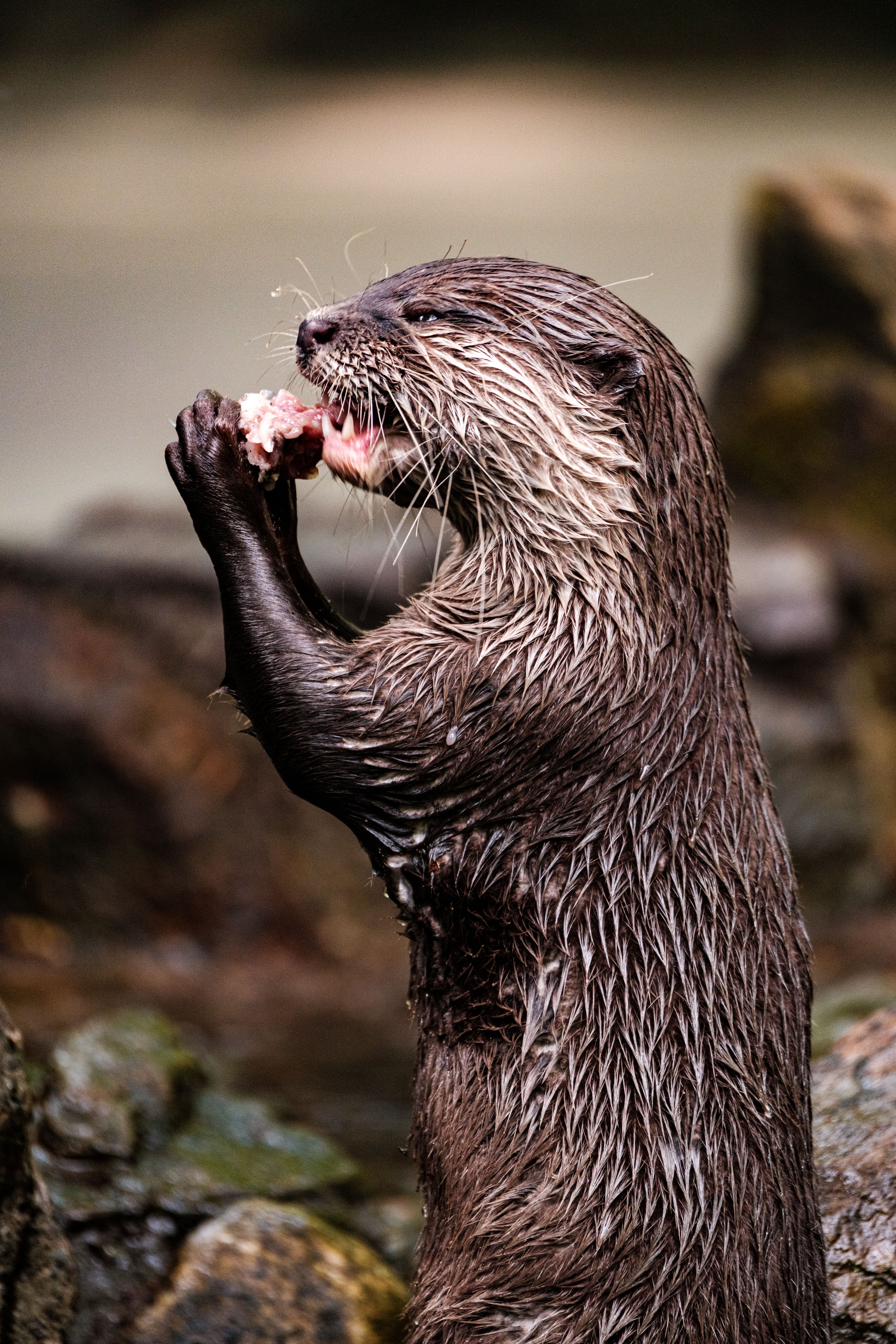 カワウソ, カワウソが立っている, カワウソの姿勢, カワウソの毛皮