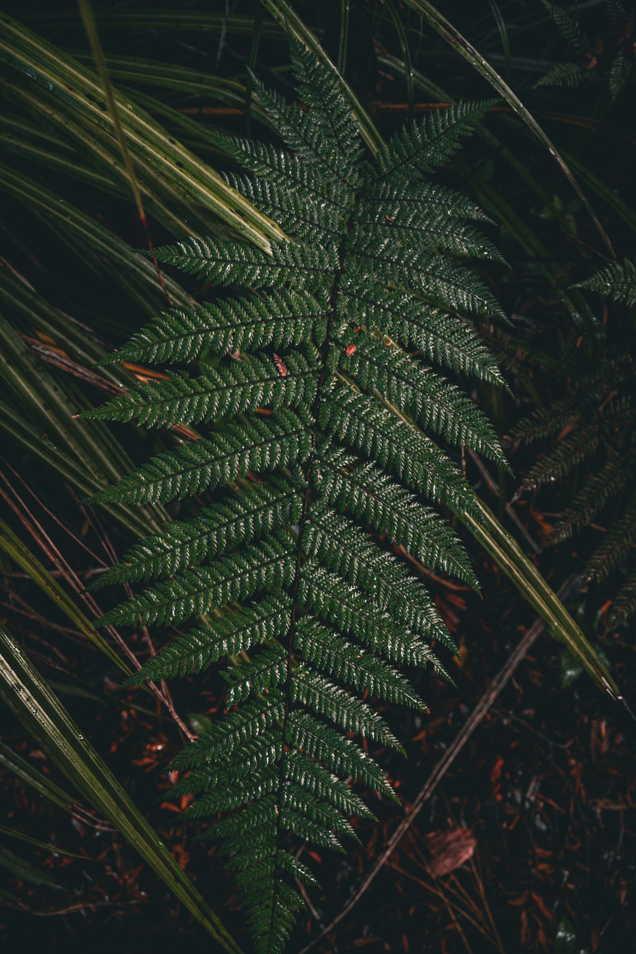 Daintree Rainforest Photos, Download The BEST