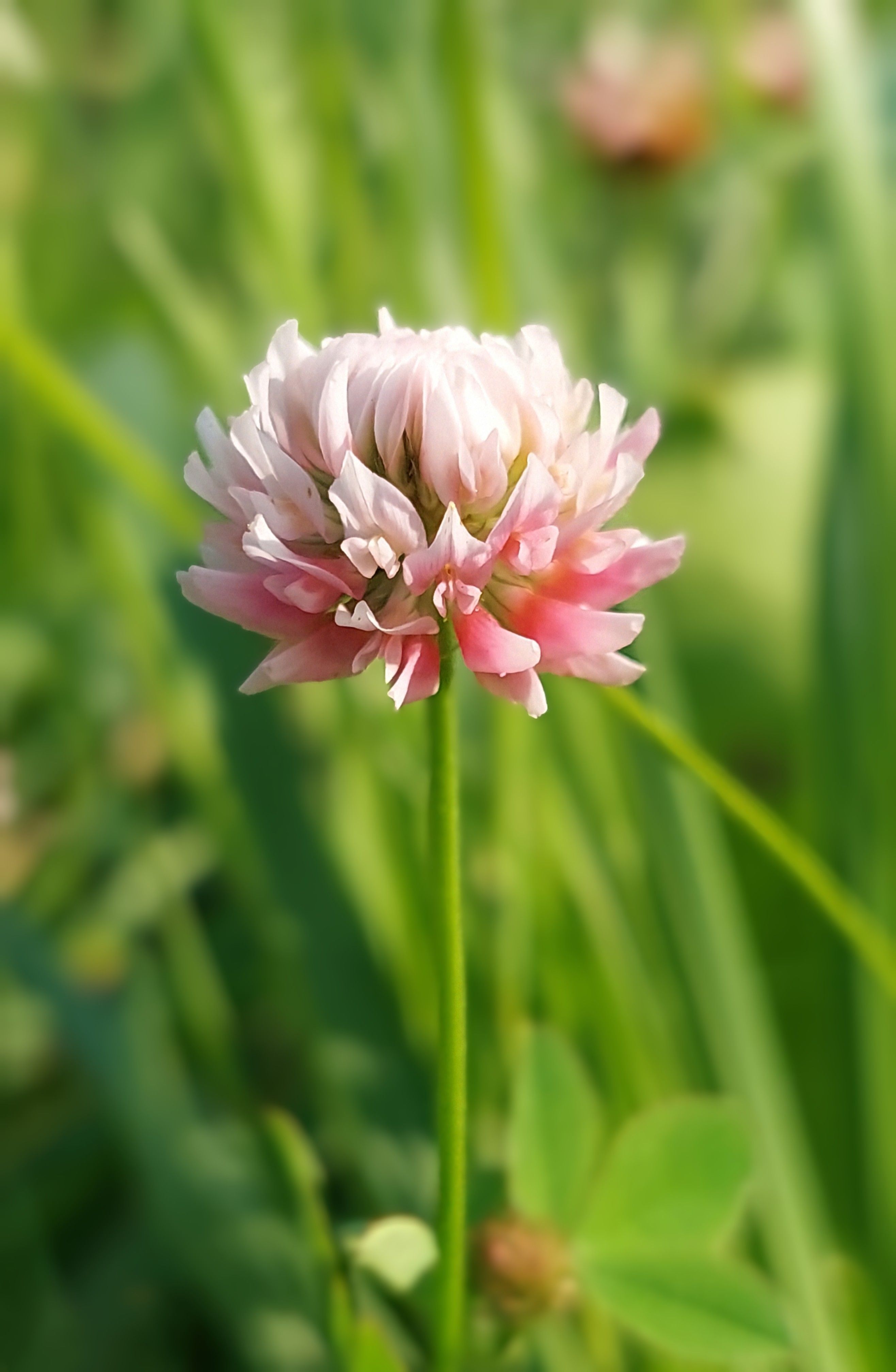 Close-up of a Vibrant Clover in Bloom · Free Stock Photo