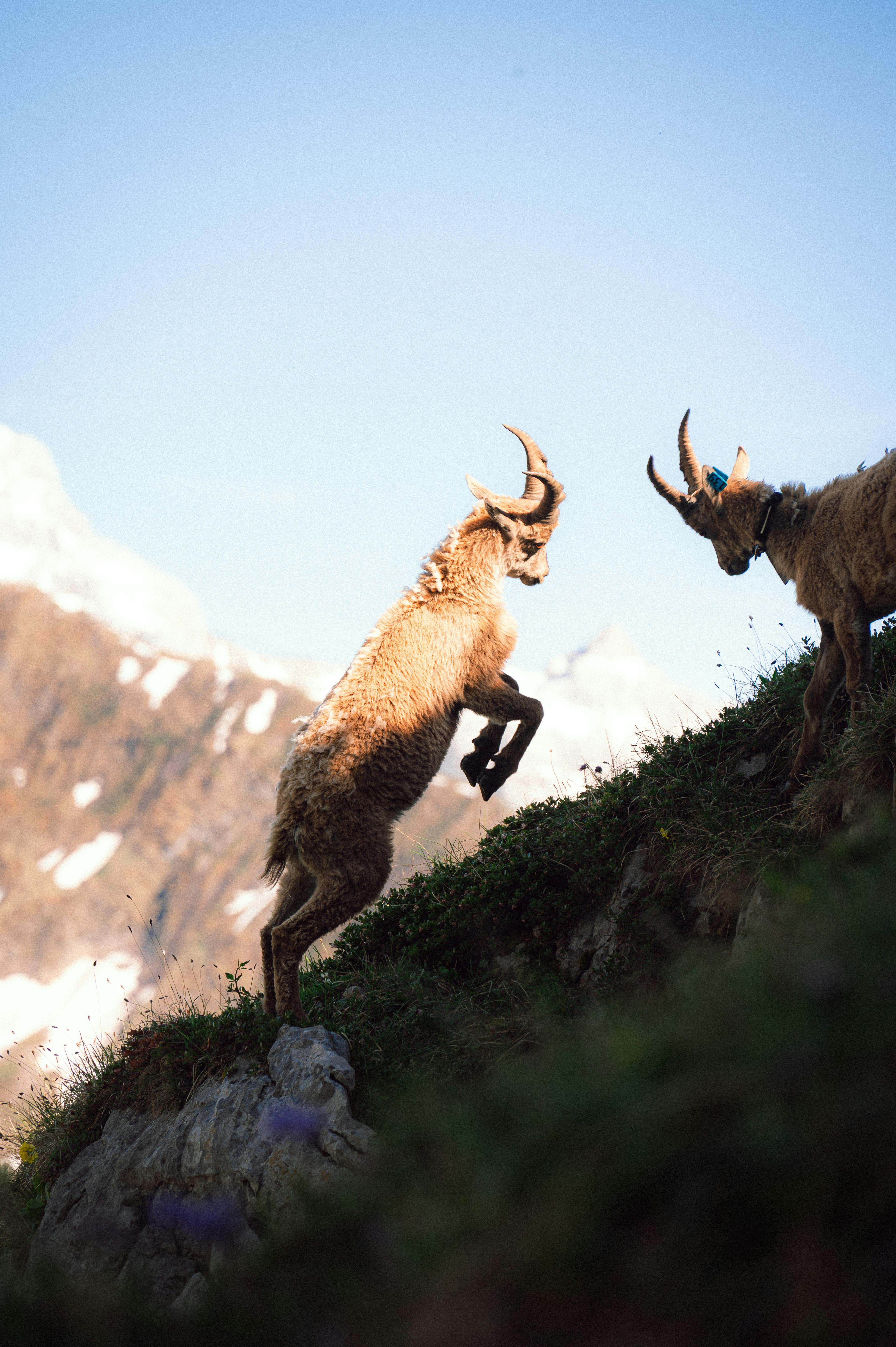 Two mountain ibex clashing on a slope in Le Grand-Bornand, France.