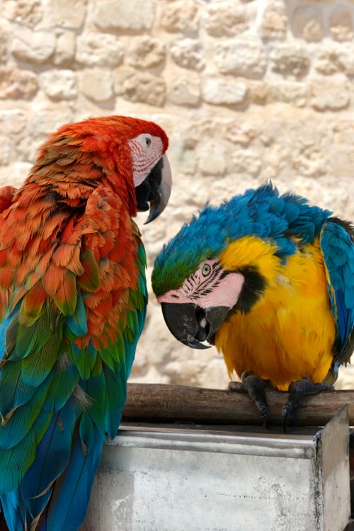 Free Vibrant Scarlet and Blue-and-Yellow Macaws perched together indoors. Stock Photo