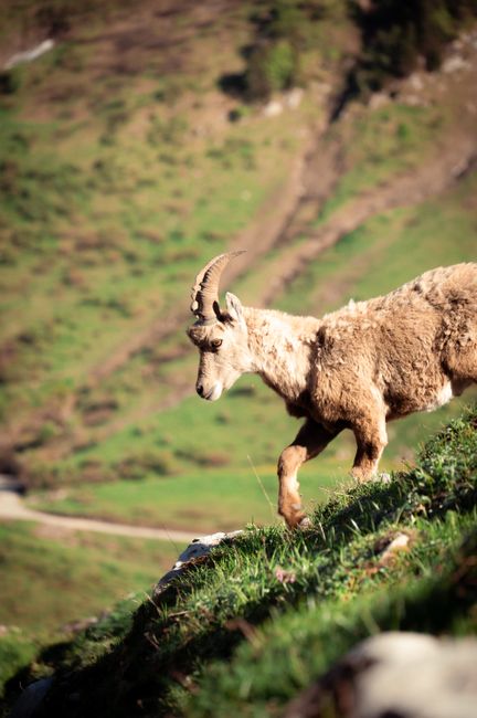 Close-up photo of an Alpine Ibex on a steep hillside in Le Grand-Bornand, France.