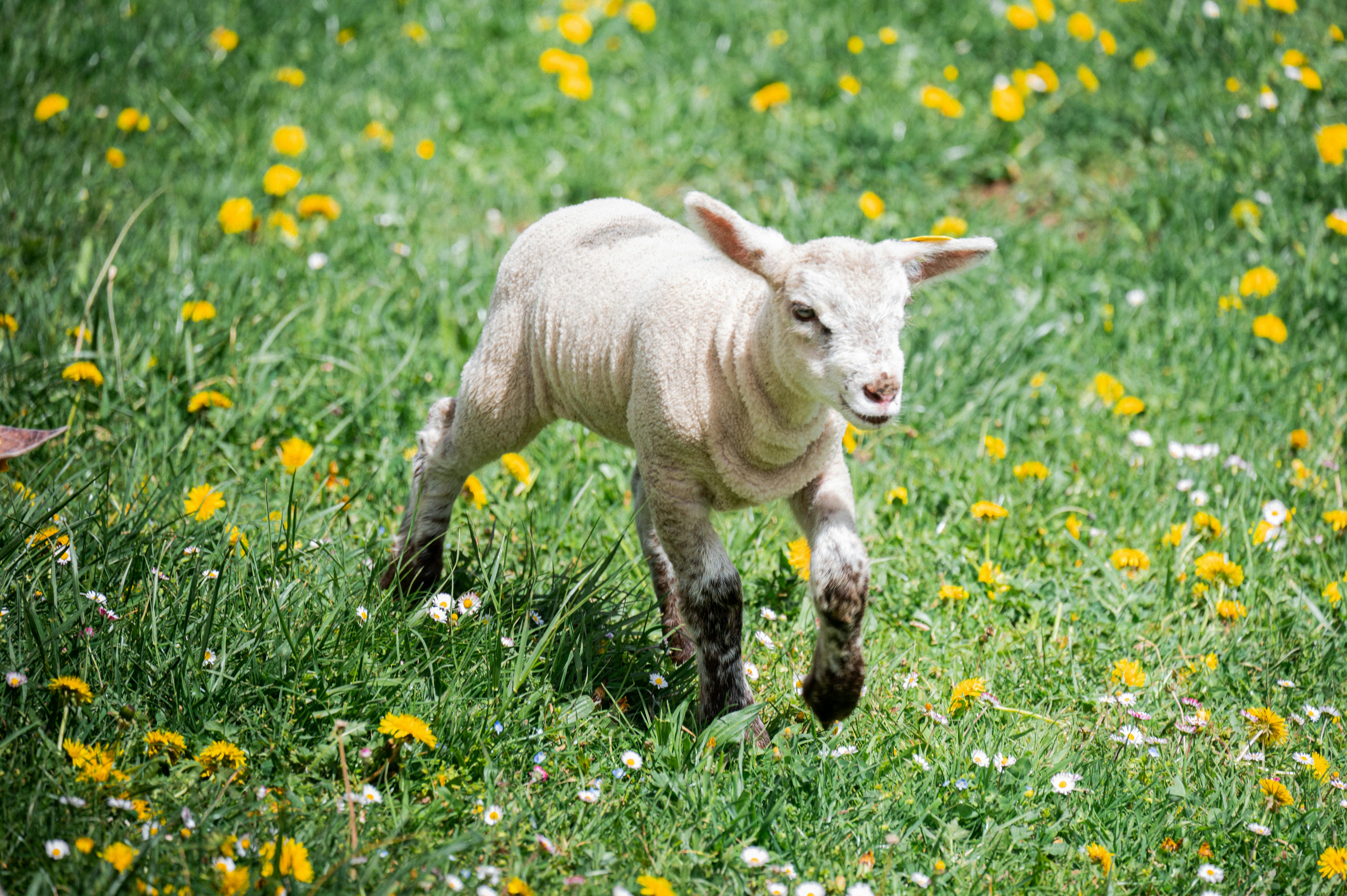 A young lamb frolicking in a vibrant meadow filled with flowers in Le Grand-Bornand, France.
