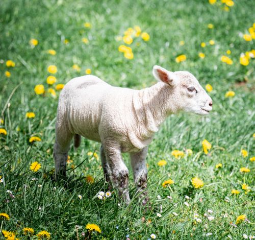 Free A lamb standing in a vibrant green meadow with yellow dandelions in Le Grand-Bornand, France. Stock Photo