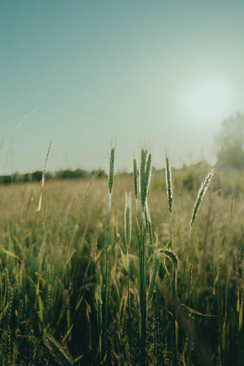 Free A serene field in Belarus with tall grass and a soft sunrise, creating a tranquil and natural landscape. Stock Photo