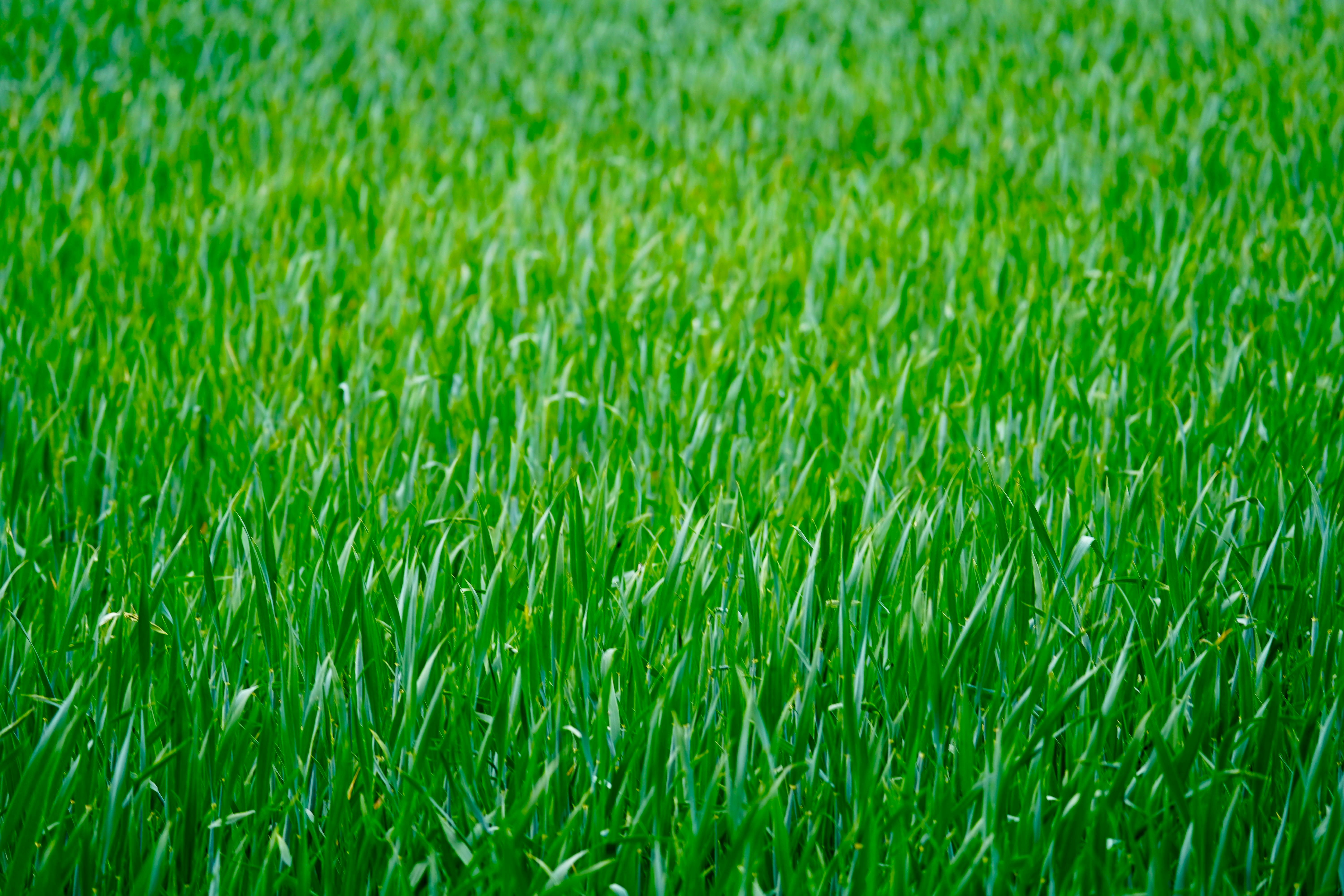 Photos gratuites de @extérieur, #greenscape, agriculture