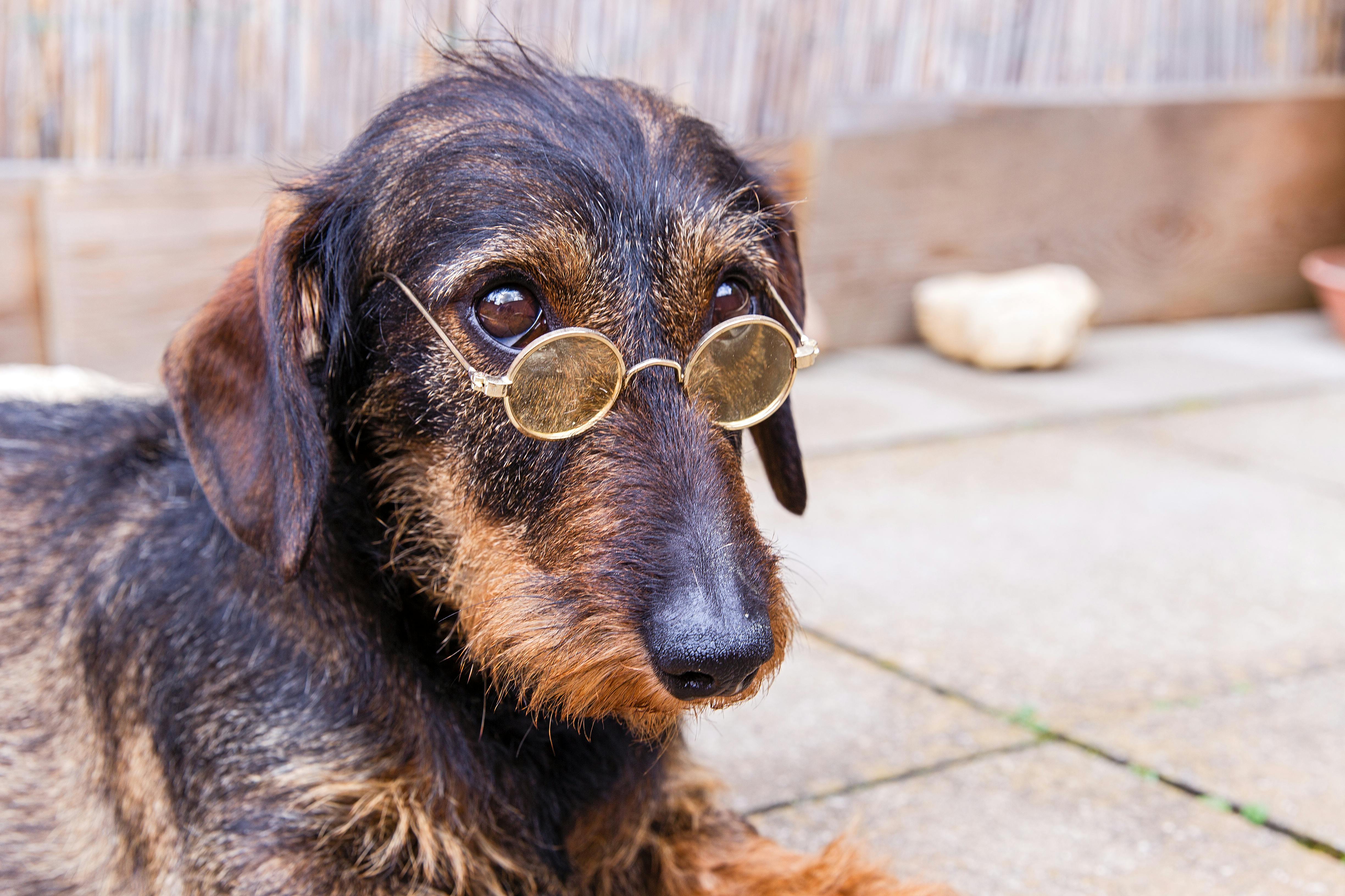Old Dogs A Straying Audience And New Media Tricks