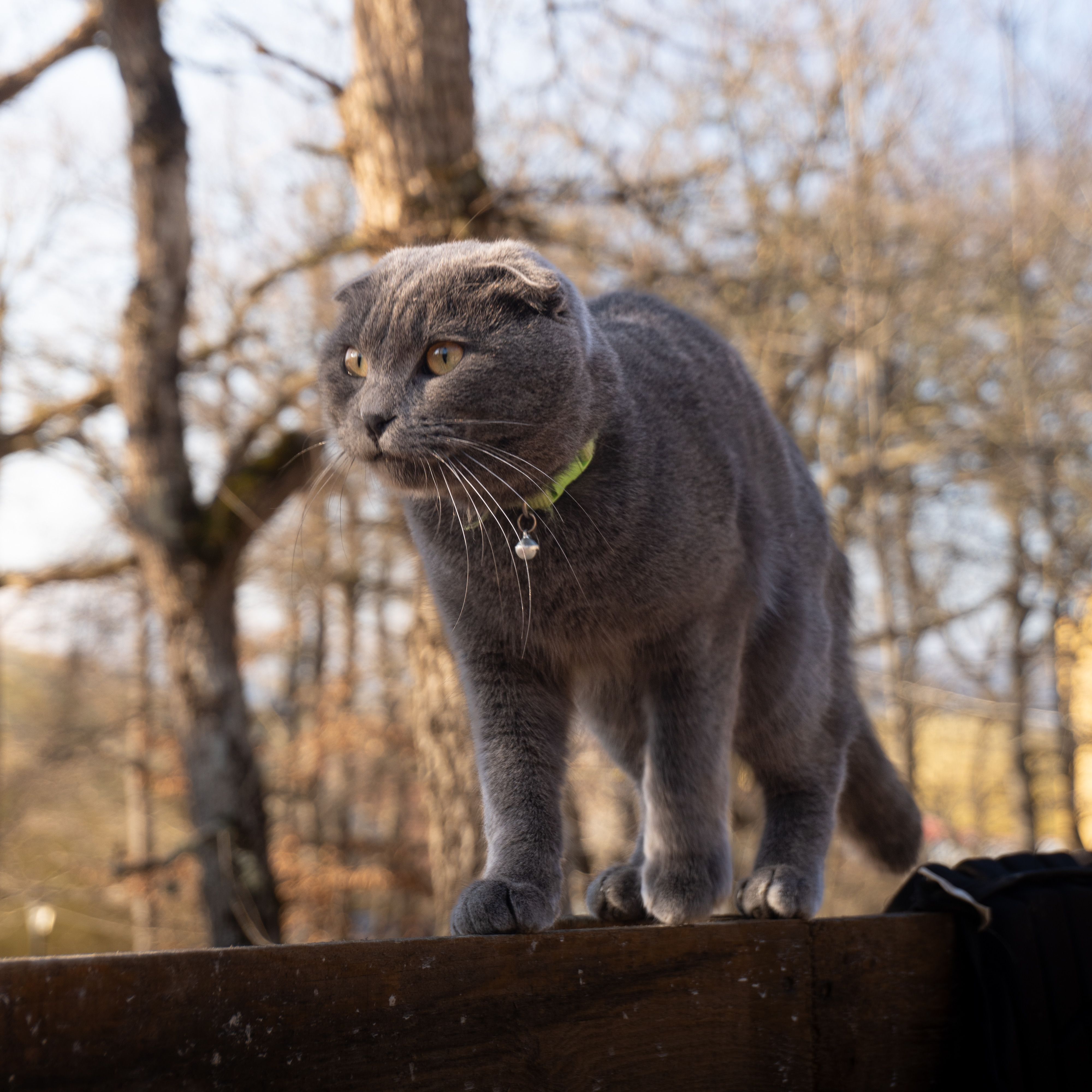 Gray Scottish Fold cat walking on a fence in a forest setting during fall.