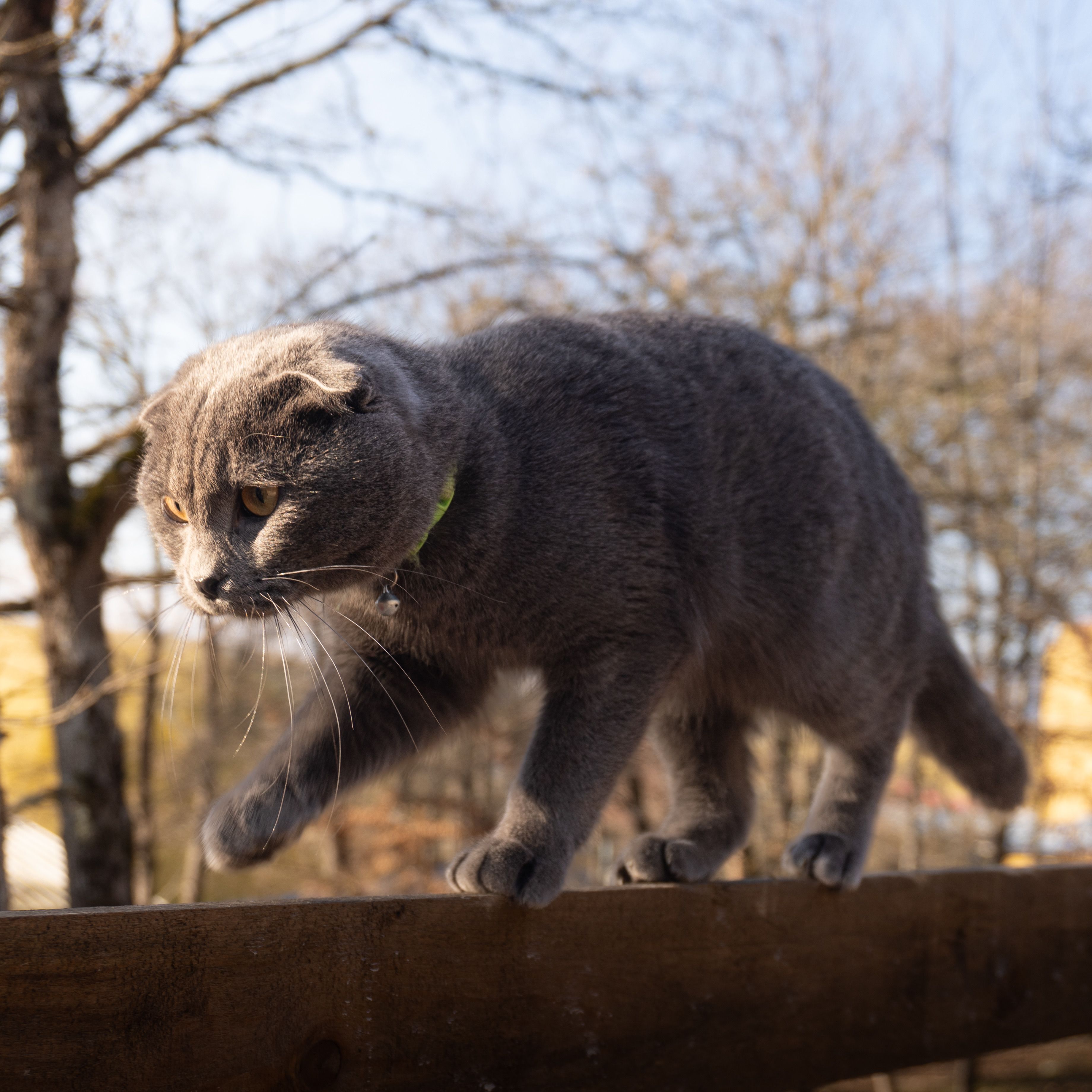 Graceful Grey Cat Balancing on Wooden Fence · Free Stock Photo
