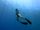 freediving