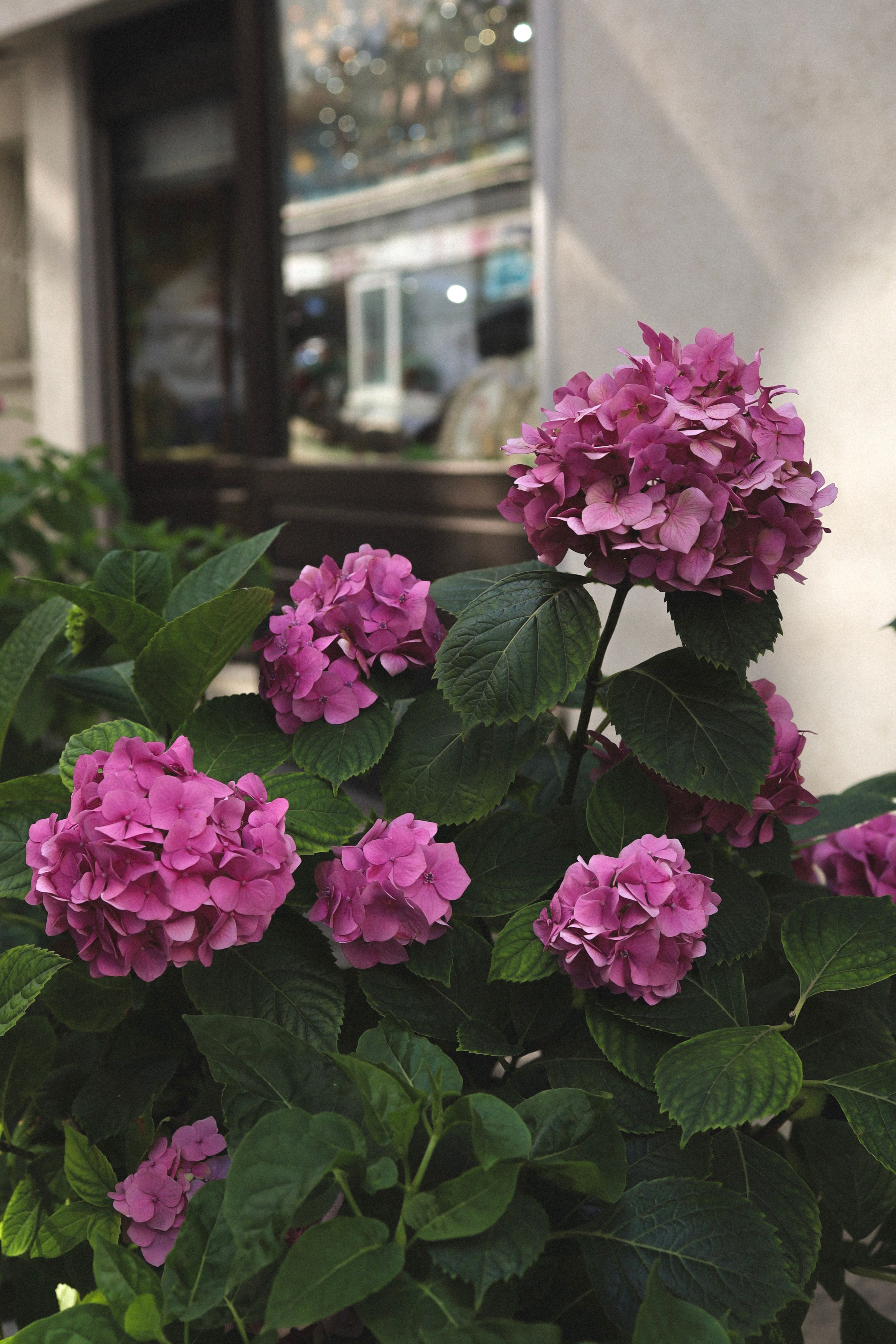Vibrant Pink Hydrangeas in Urban Setting · Free Stock Photo