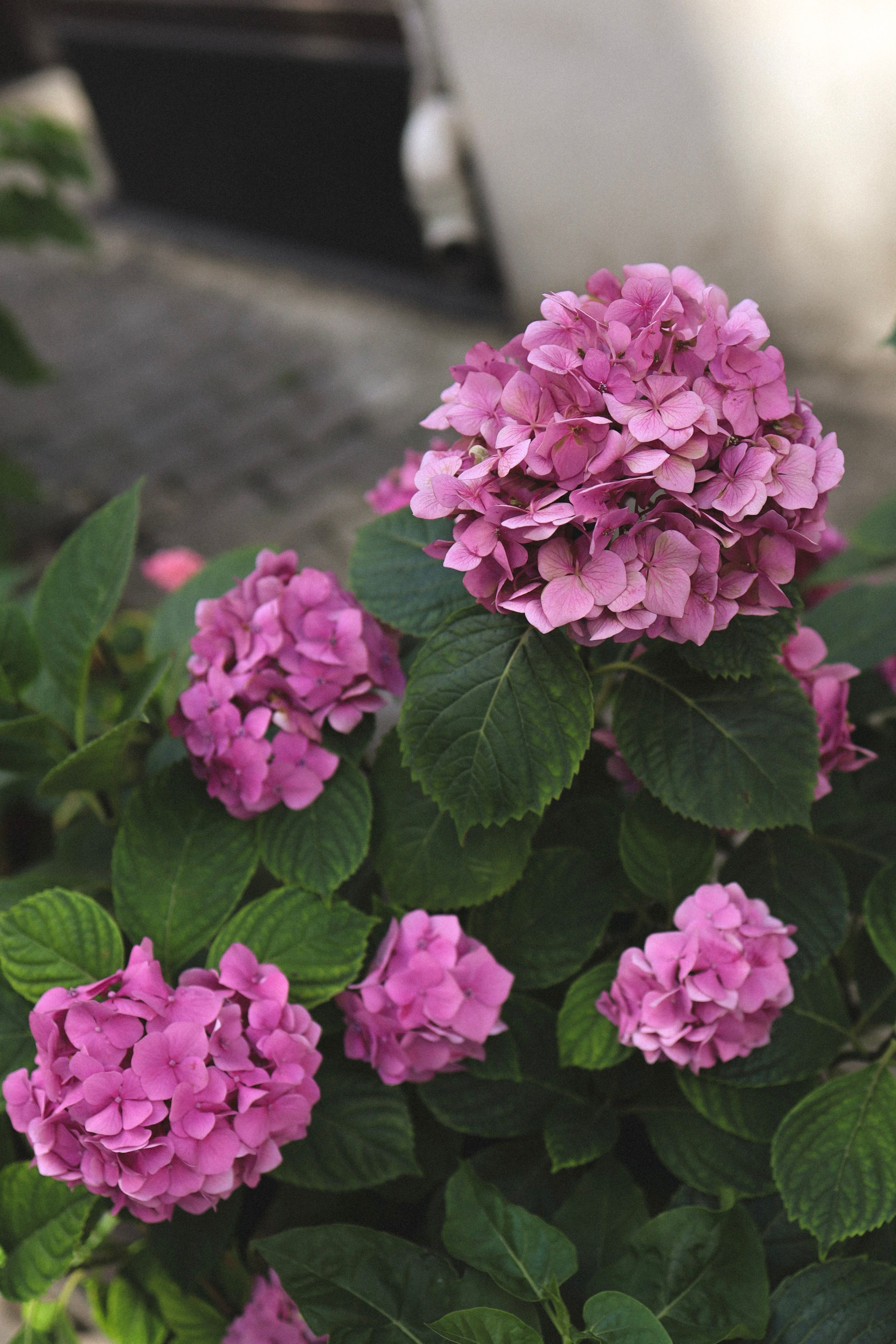 Vibrant Pink Hydrangea Flowers in Full Bloom · Free Stock Photo