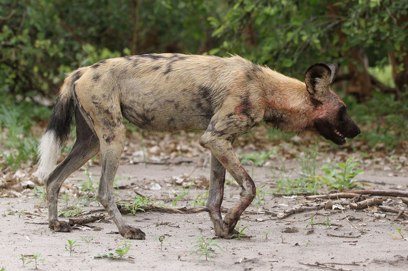 An African wild dog standing alert in open woodland
