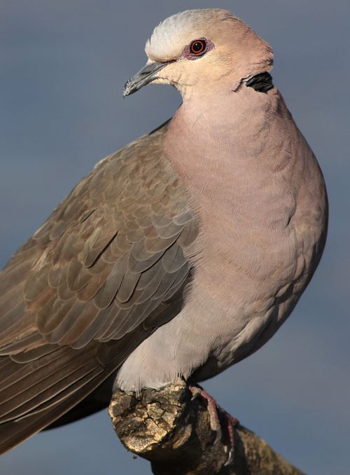 Free Detailed close-up of a red-eyed dove perched on a branch, showcasing its plumage. Stock Photo
