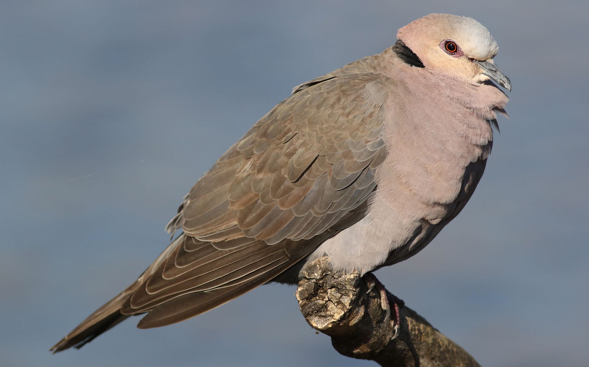A Red-eyed Dove (Streptopelia semitorquata) resting on a branch, showcasing its plumage.