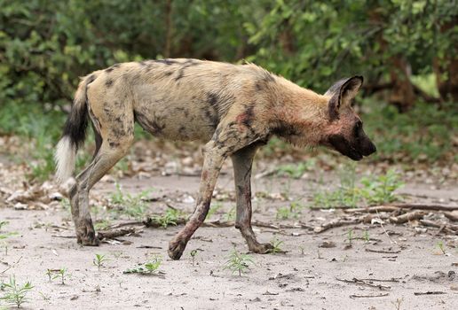 African wild dog walking in its natural environment in Botswana.