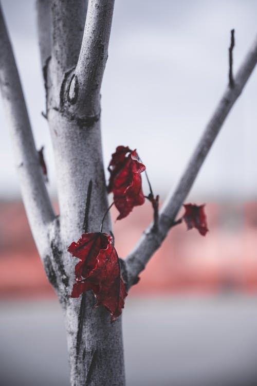 Безкоштовне стокове фото на тему «відділення, дерево, листя»