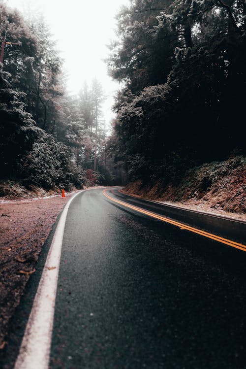 Wet Asphalt Road Going in Between Forest 