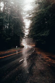 蜿蜒的道路穿过迷雾森林，捕捉到秋天宁静而变幻的氛围