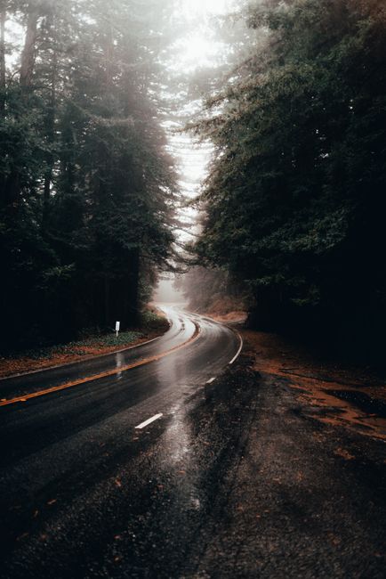 A winding road through a misty forest, capturing the serene and moody atmosphere of autumn.