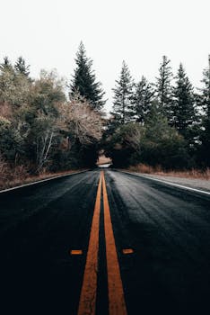 一条穿过针叶林的雾路，非常适合自然和旅行主题