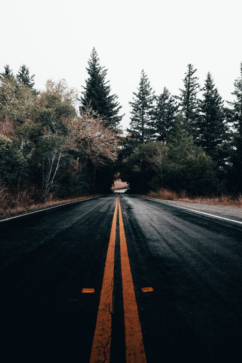 Free A foggy road through a coniferous forest, perfect for nature and travel themes. Stock Photo