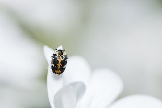 Macro shot of a colorful beetle resting on a white flower, highlighting delicate details.