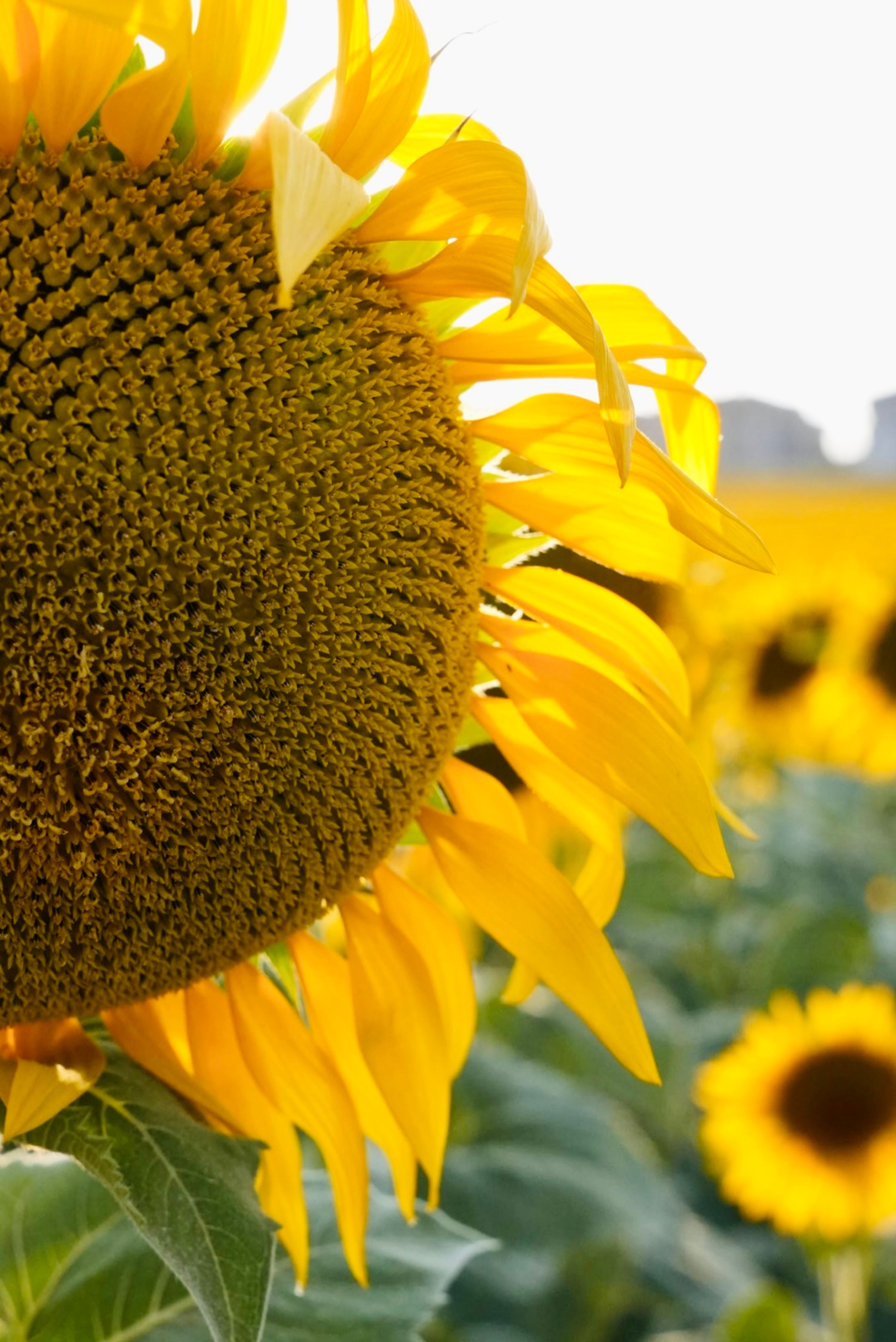 Yellow Sunflower in Close Up Photography · Free Stock Photo