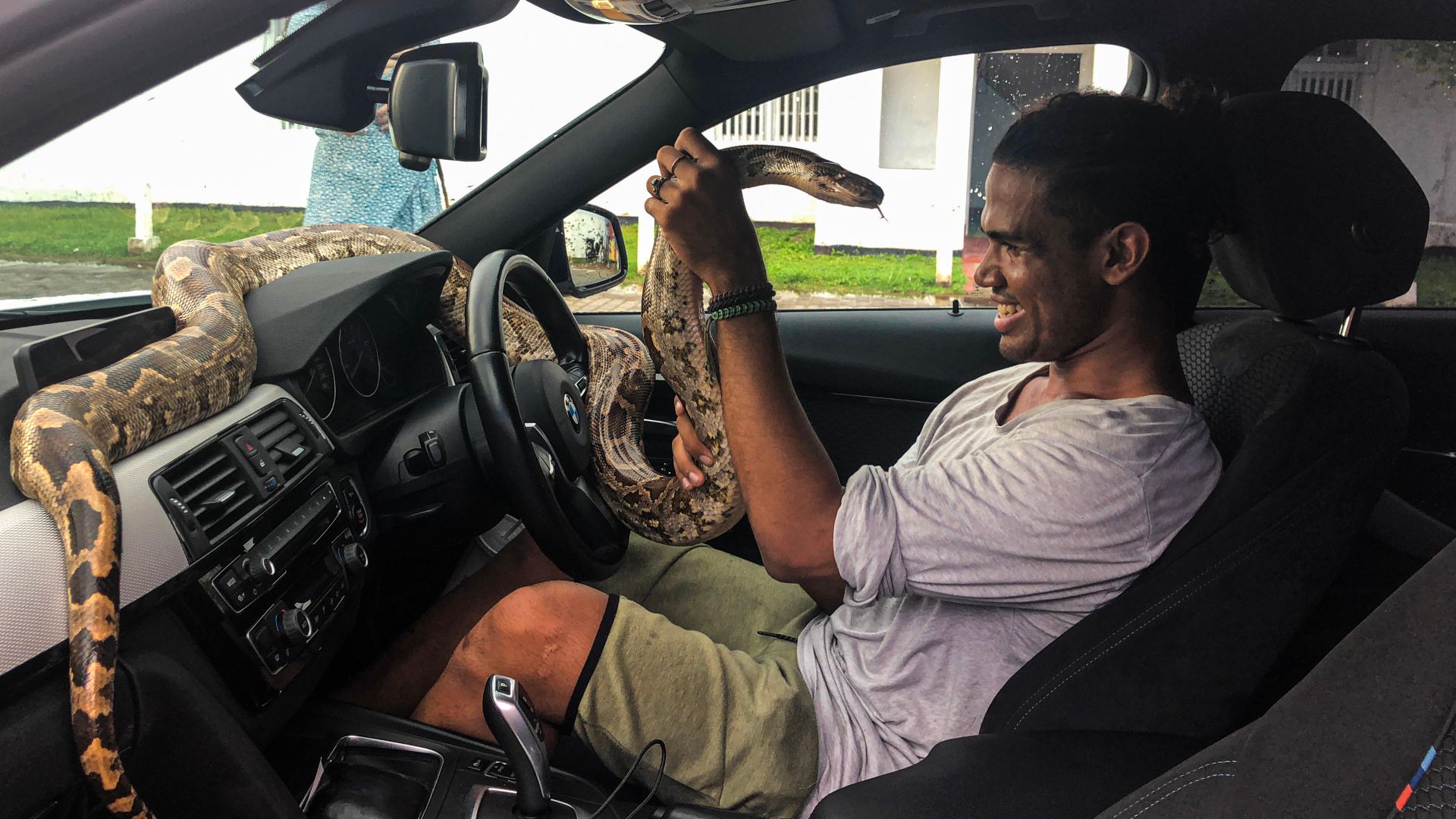 Side view of young African American man in casual clothes sitting behind wheel of car and holding huge Boa lying on dashboard of modern car on summer day