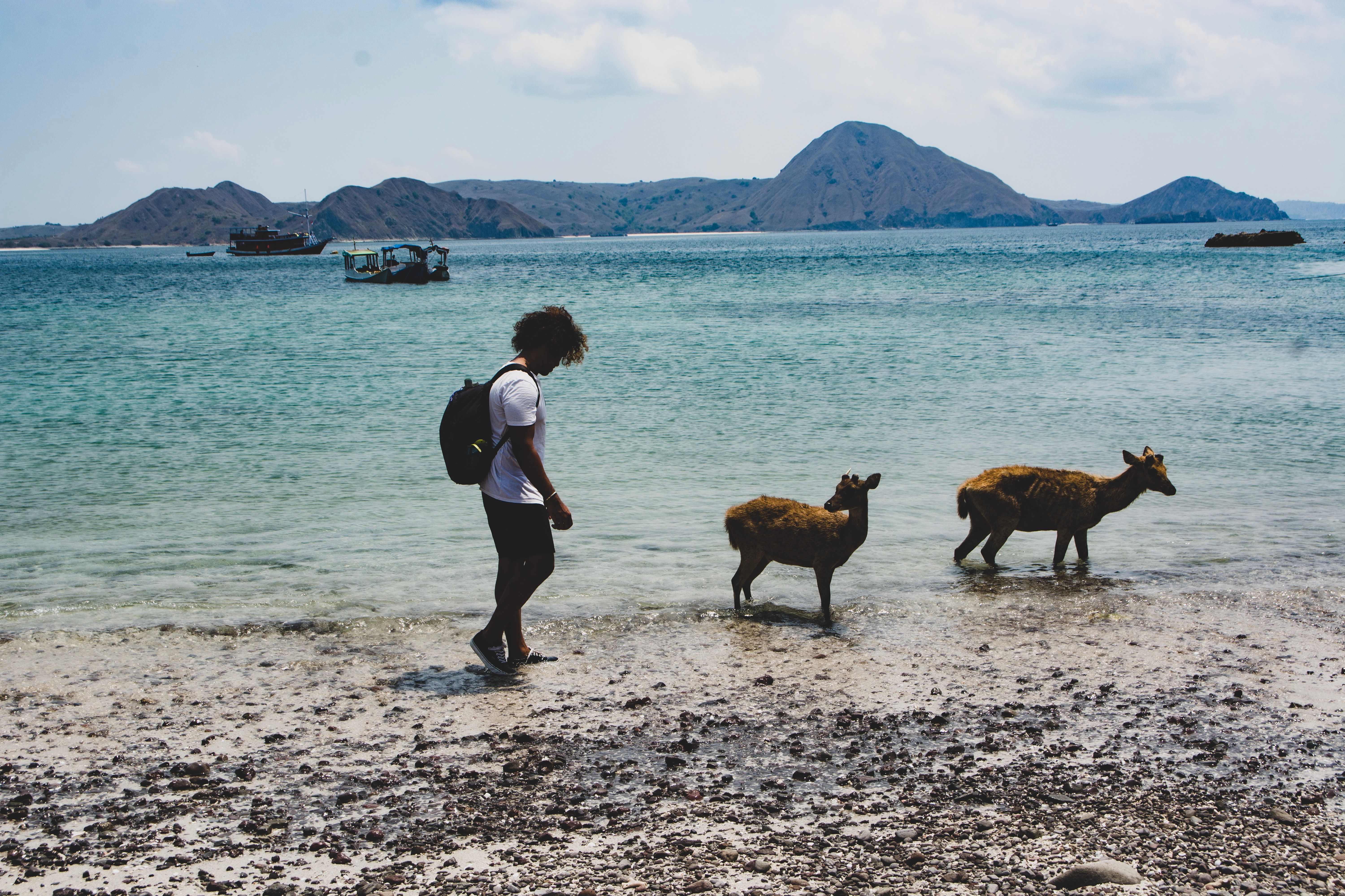Wild Javan rusa deer on a white-sand beach at Menjangan Island in West Bali National Park
