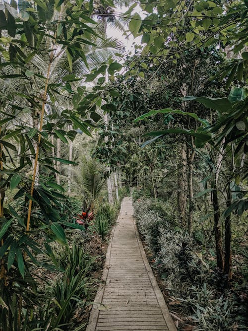 Foto De Camino Junto A árboles