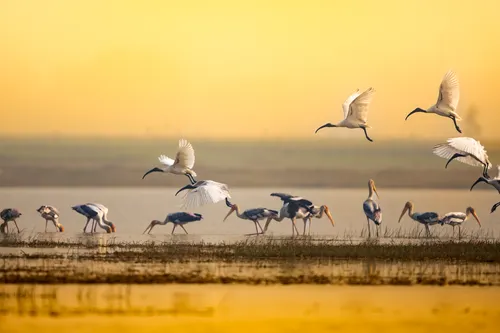 Birds Now Migrate 14 Days Earlier; Only Spring Gains Help