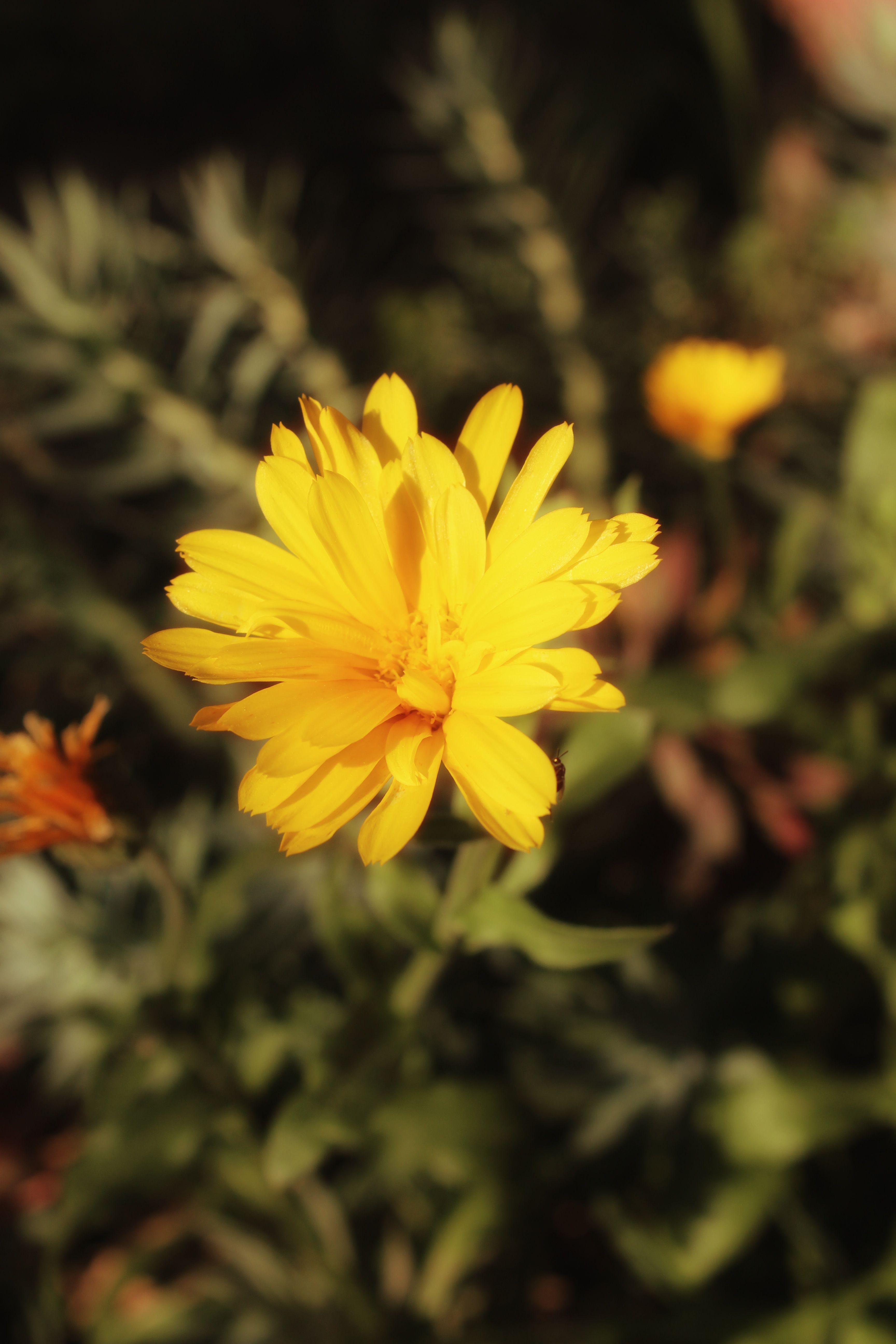 Close-up Photo of a Yellow Flower · Free Stock Photo