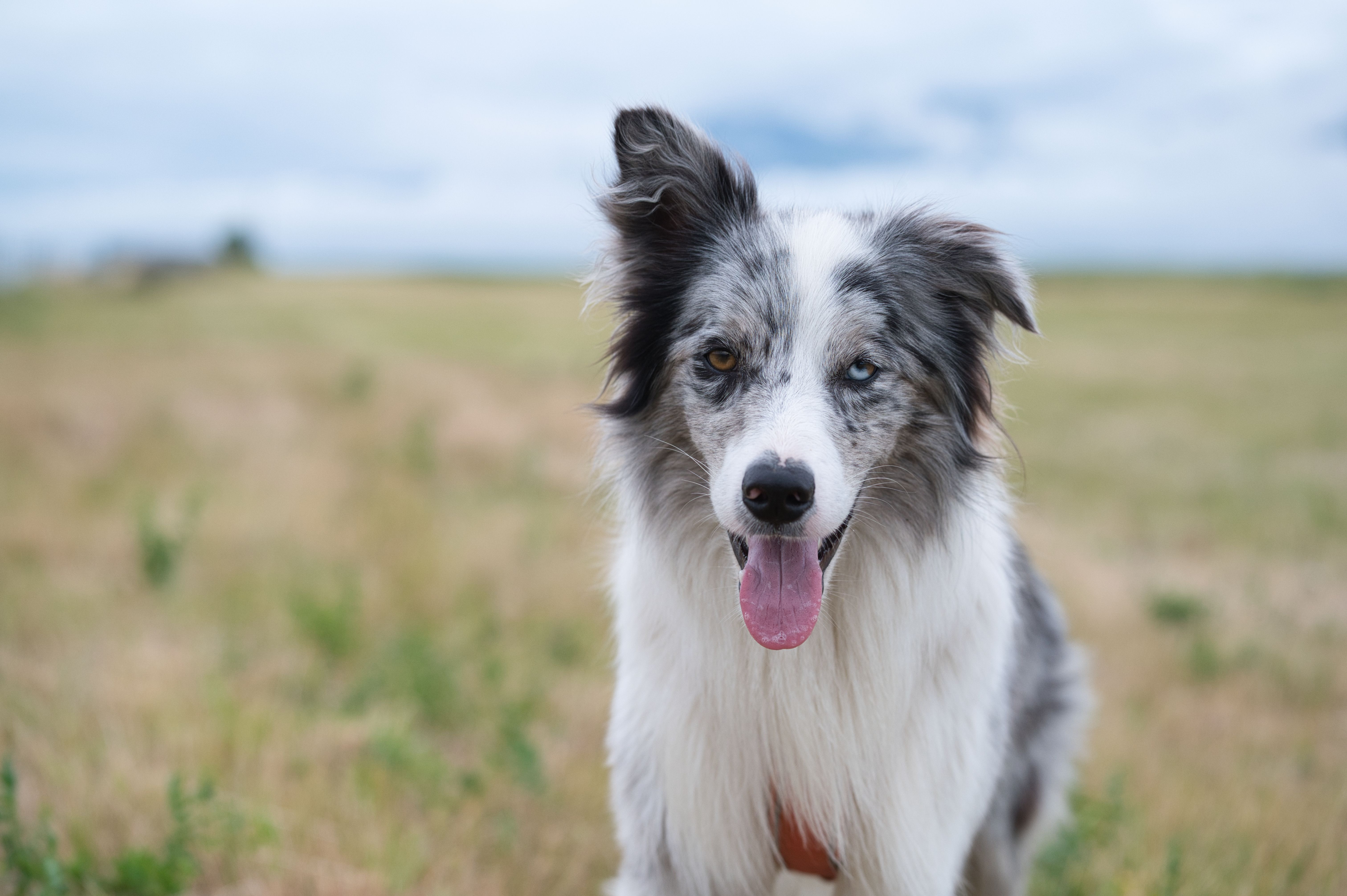 The best pet insurance in North Dakota 2026 - MSN — Photo by Michal Petráš on Pexels