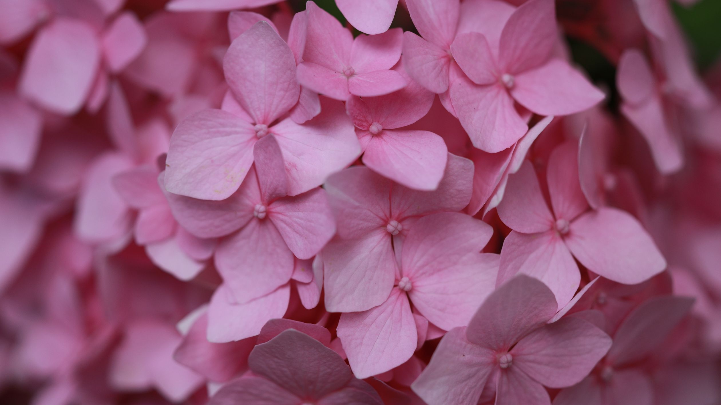 Close-up of Pink Hydrangea Blooms in Full Detail · Free Stock Photo